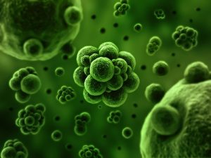 A Cluster of Bacteria - MMS may be the Answer......